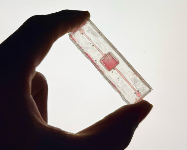 Regeneron ISEF 2025 大奖：ENBM060 - MicroHeart：一种新型、精确的心脏芯片